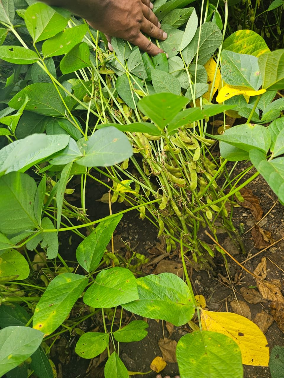 Seeds gallery image 10