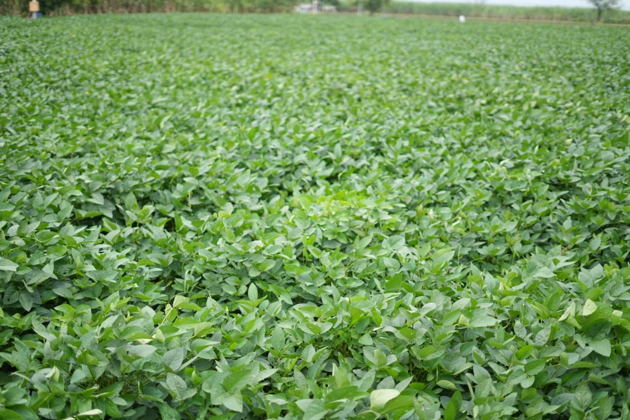 Seeds gallery image 11