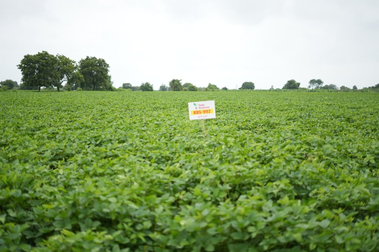 Seeds gallery image 16