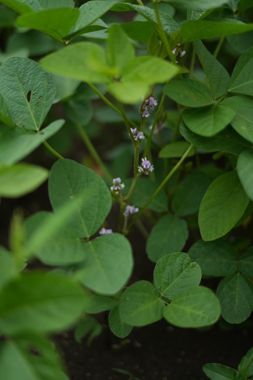 Seeds gallery image 5